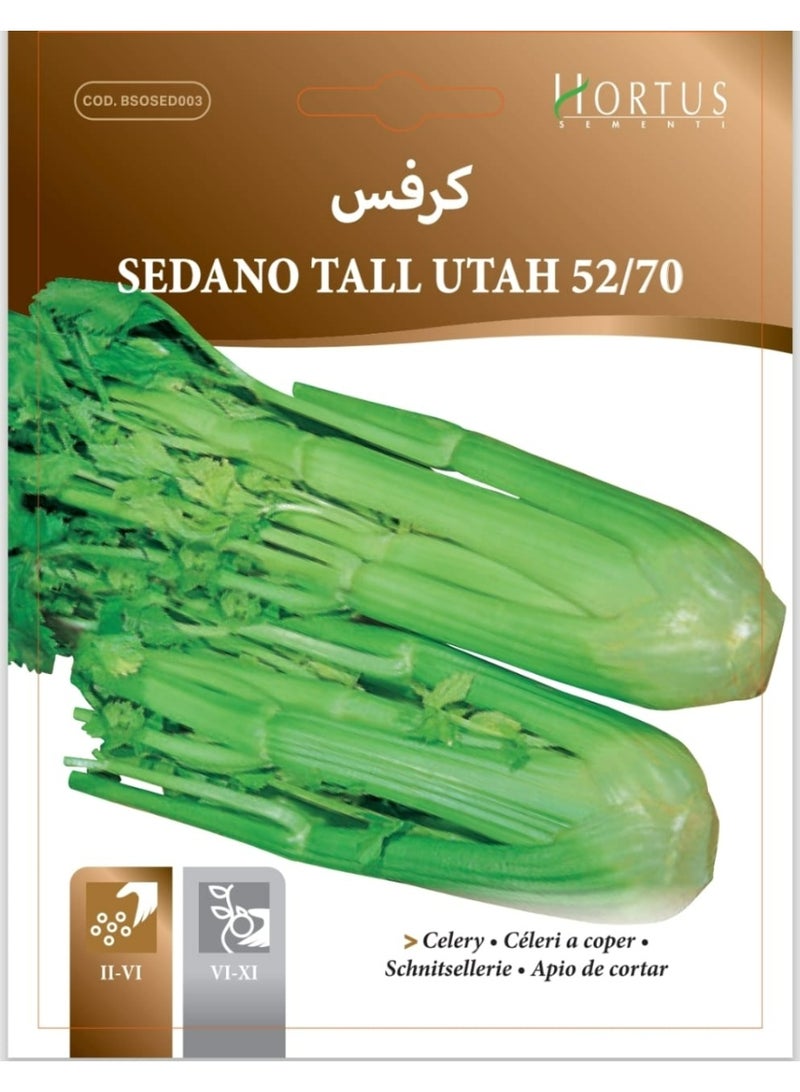 Utah Long Celery Seeds 52/70
